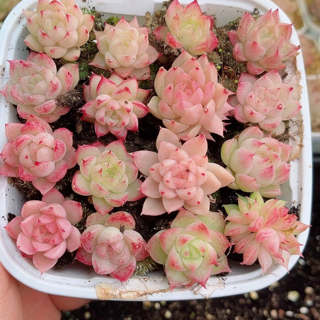 k**i1-790 新疆西藏内蒙不发零度以下拍保温箱不拍