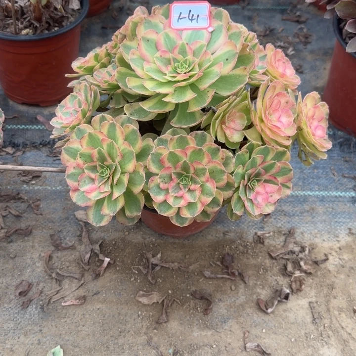 1-41雨禾多肉不包售后