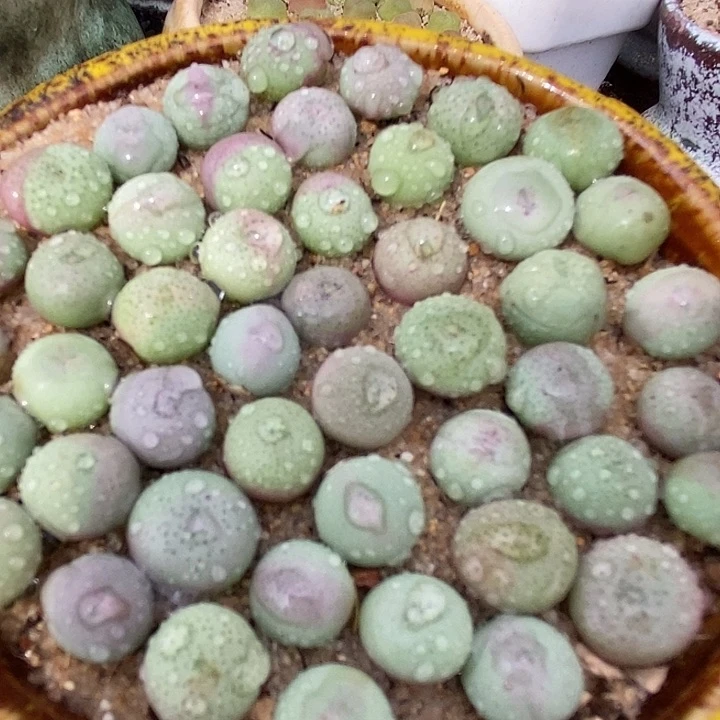 19544海豚嘴一颗