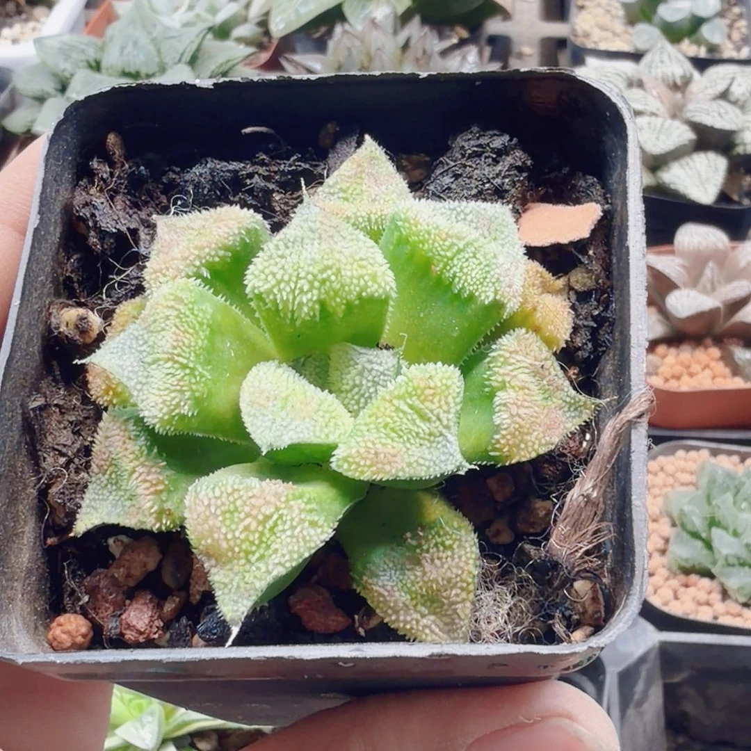 无花朵十二卷玫瑰人生福利