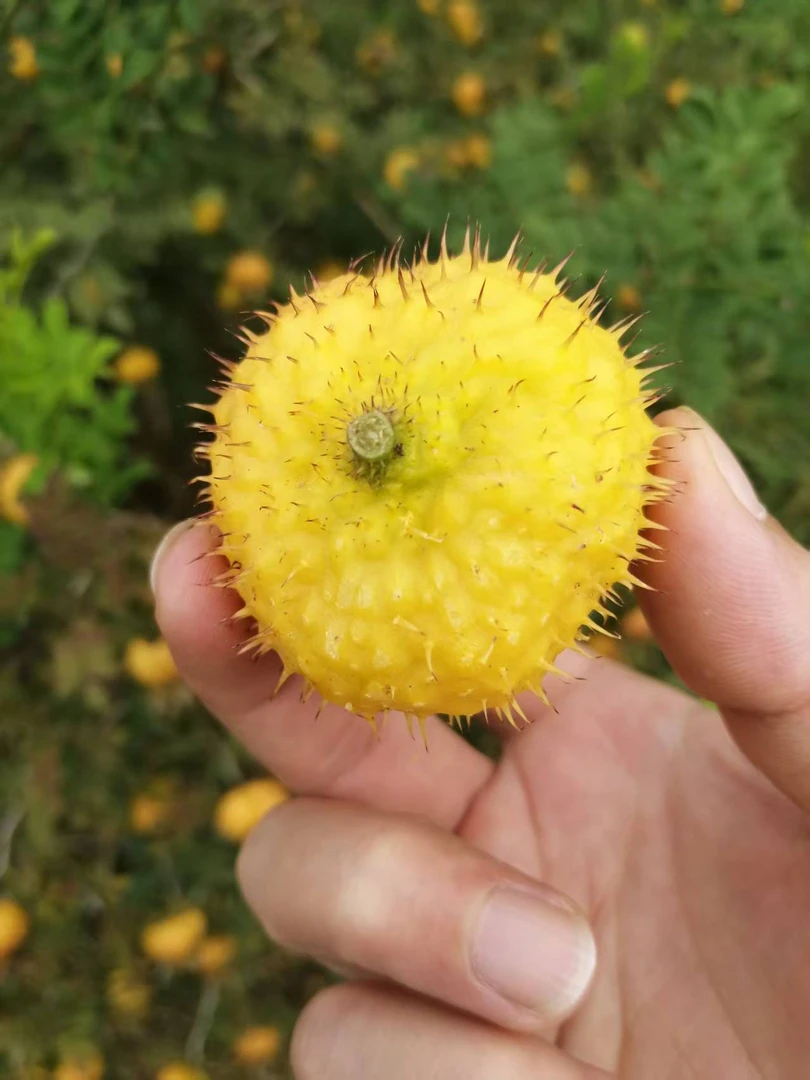 贵州龙里刺梨鲜果可泡酒泡水榨汁新鲜现摘