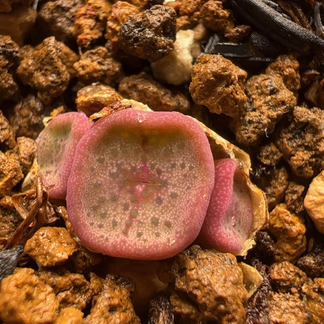 方碗群多肉植物百科