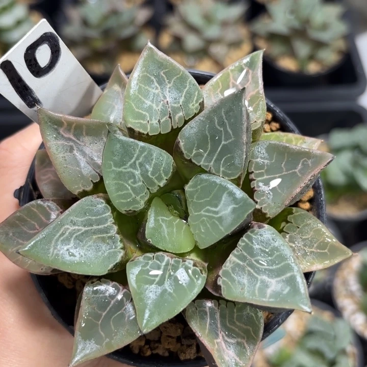 火凤凰克多肉植物