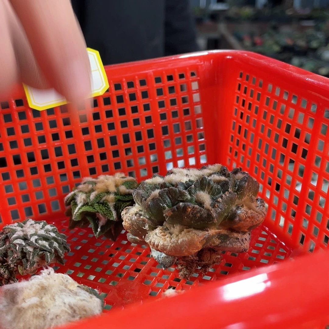 50号酸菜筐拍牡丹无根1筐