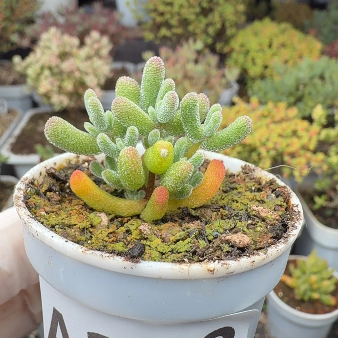 A358冰冰虾枝干一物一拍