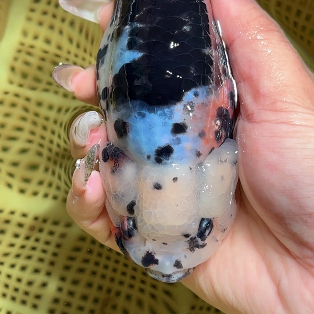 B***.金鱼拍包装包邮，不拍包装运费到付