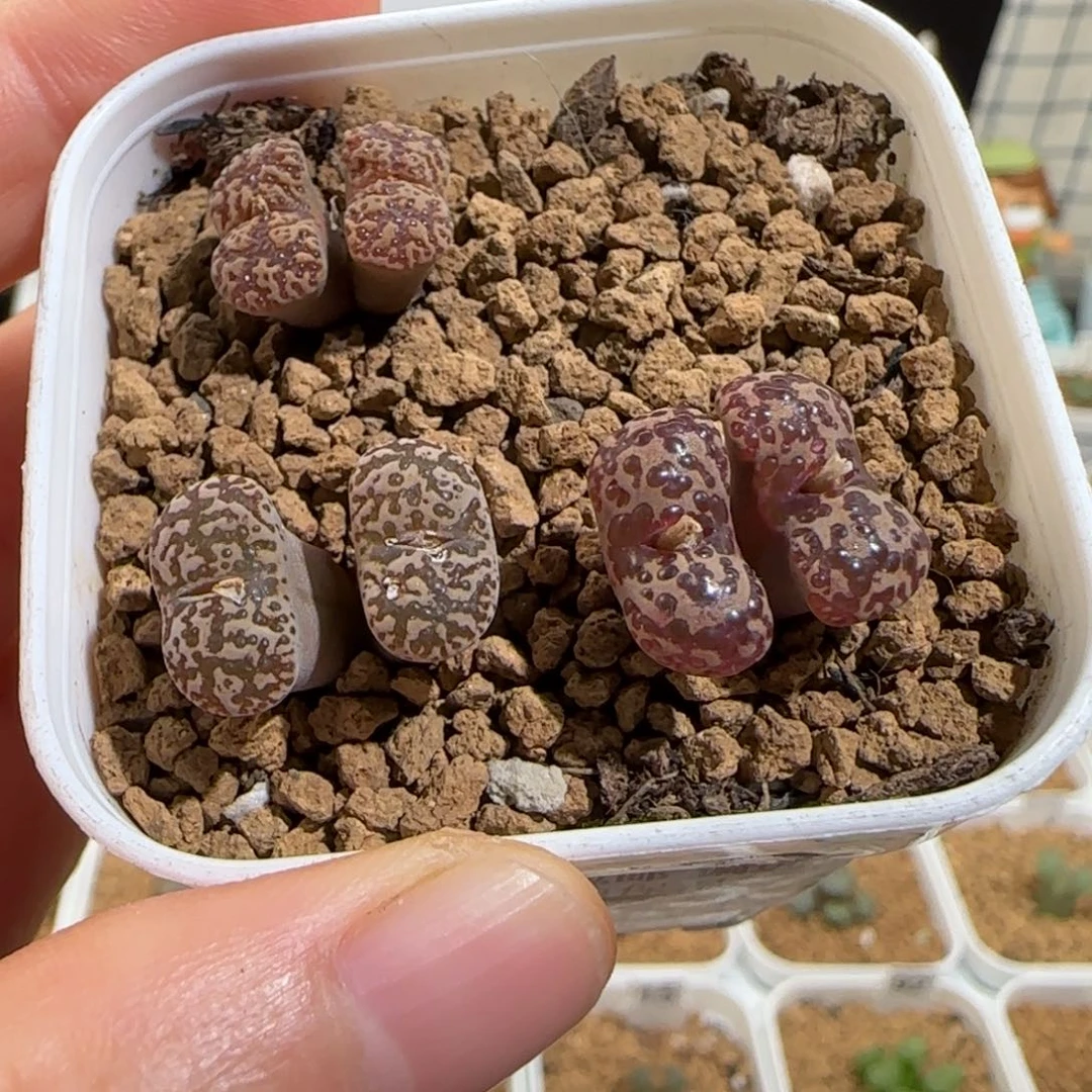 肉锥多肉植物组合-勋章一盆451