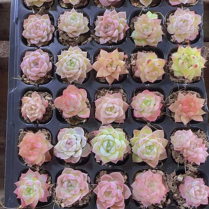 直播一物一拍多肉109