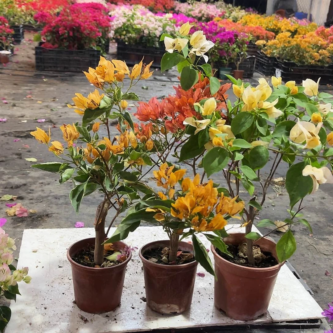 大部分花苞少量开放黄碟，橙蝶，苏瓦娜