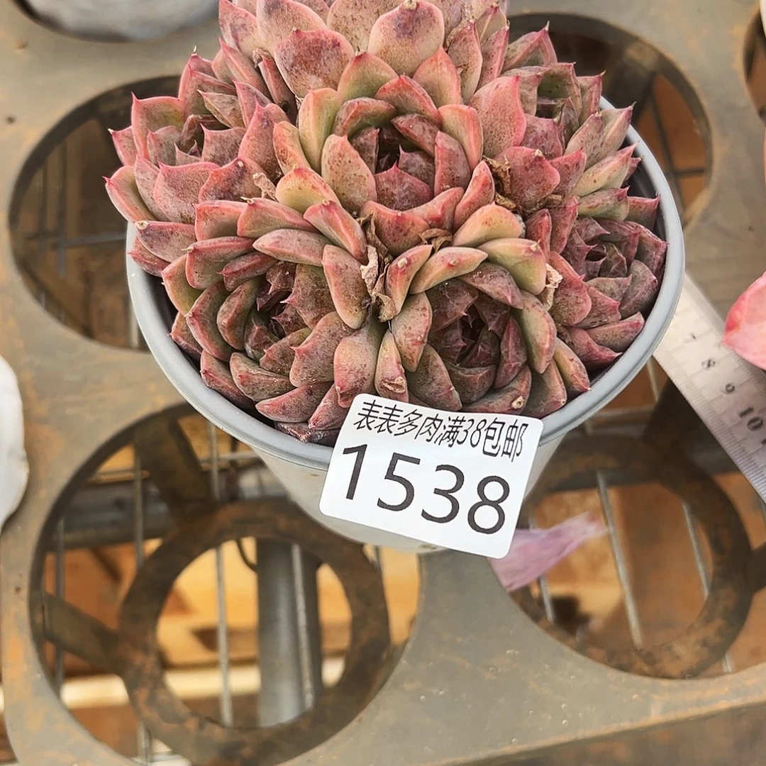 云***.多肉一物一拍植物1538