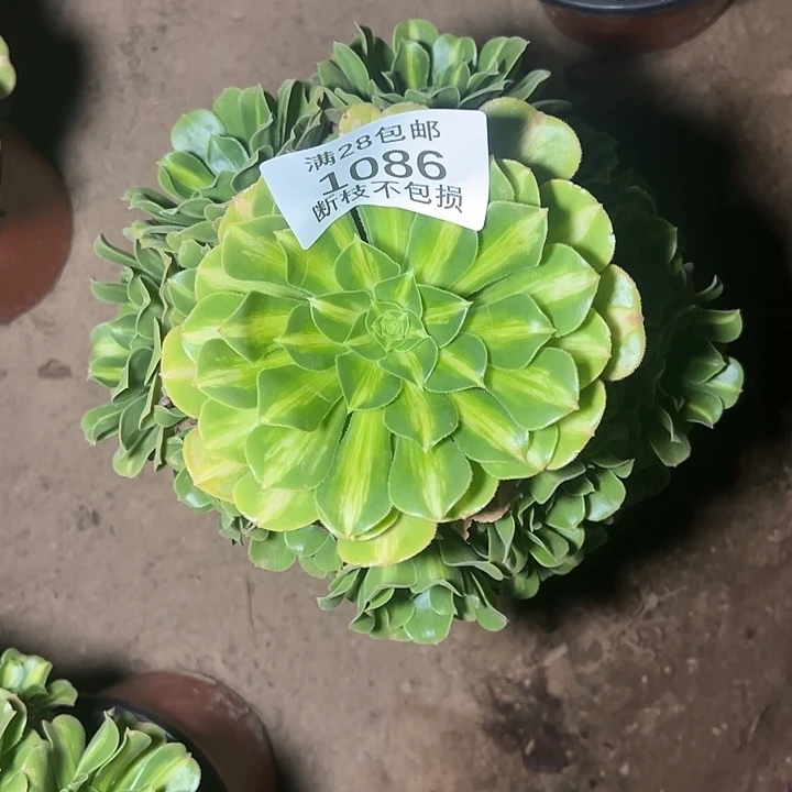 1086翡翠琉璃多肉植物