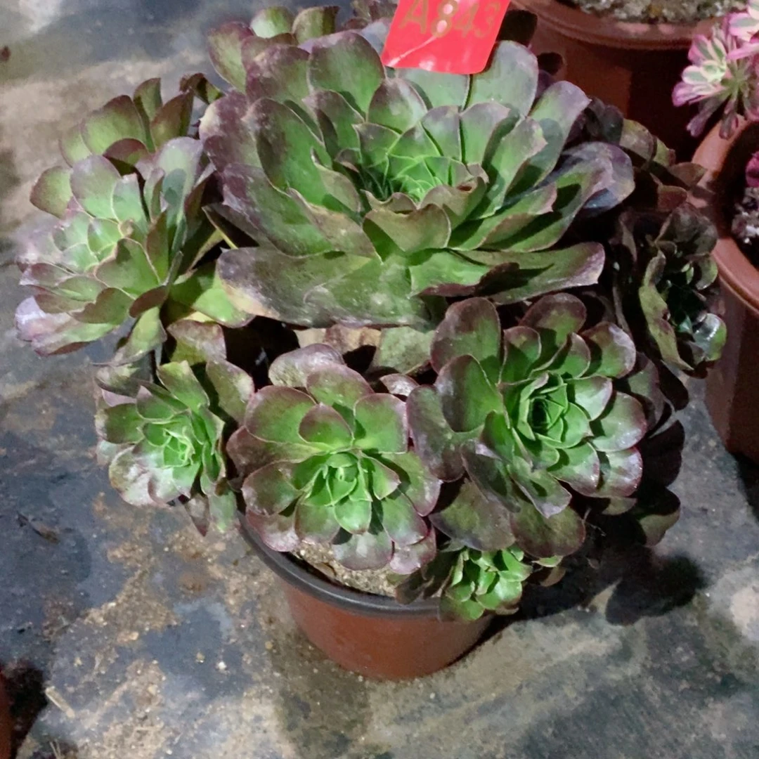 魅金玫瑰843多肉11111