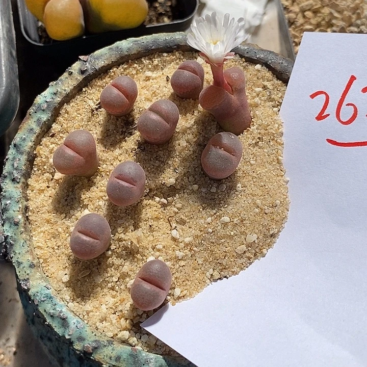 26324。   白花c10一颗。
