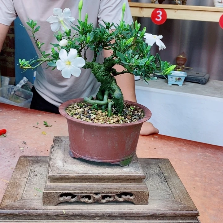 无花朵栀子花开了
