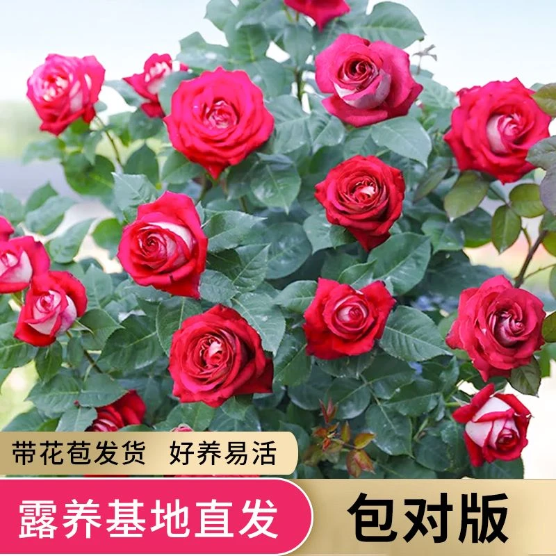 【莫妮卡.贝鲁奇独颗】耐寒耐热切花玫瑰盆栽花卉四季开花新手好养