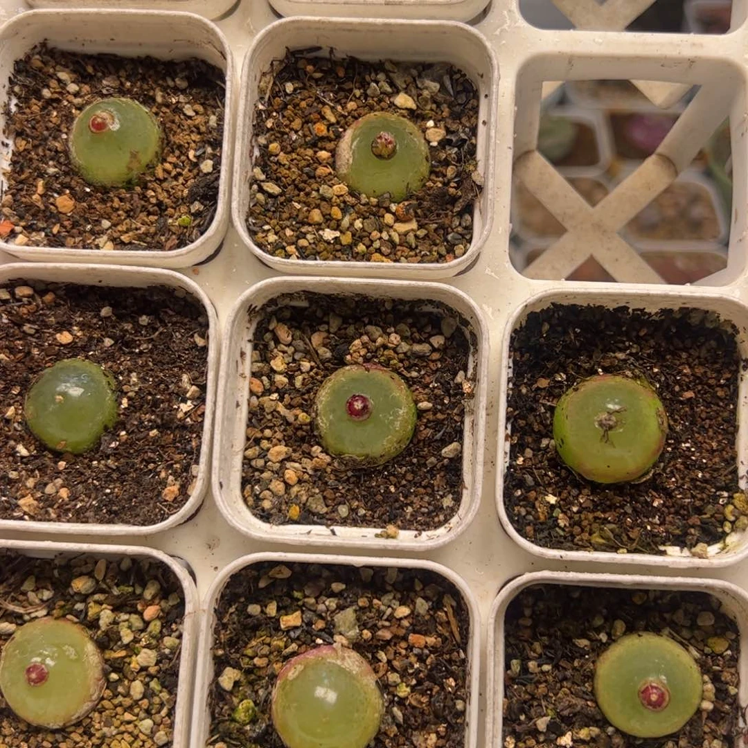 特价一组10棵2厘米灯泡母本