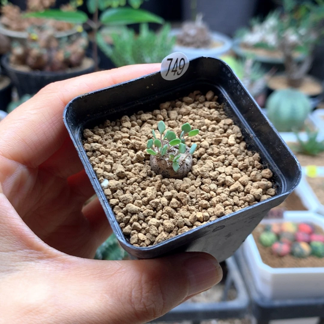 熔岩格加厚敦菊带盆749