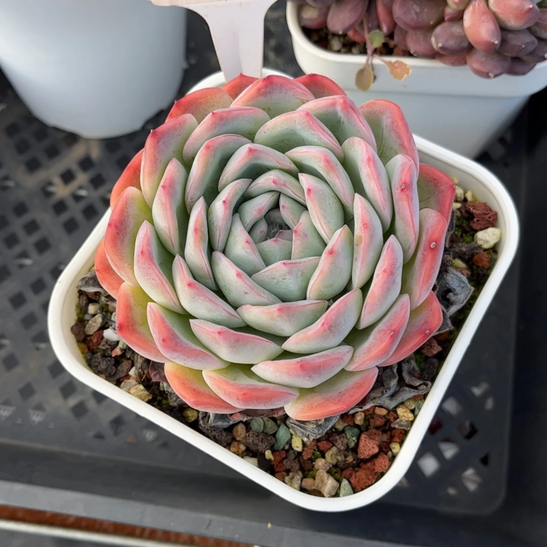 *****多肉植物1198满30包邮