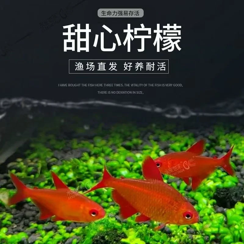 【甜心柠檬】精品甜心柠檬灯鱼 南美热带鱼 高端灯鱼热带鱼 草缸鱼