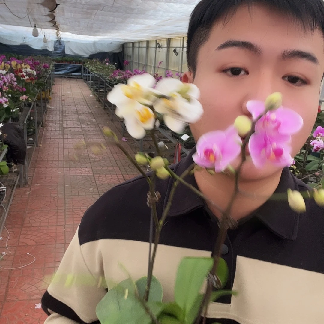 大部分花苞少量开放水仙和紫蝶