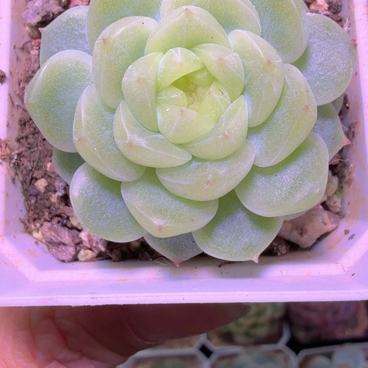 泼天财富密码多肉