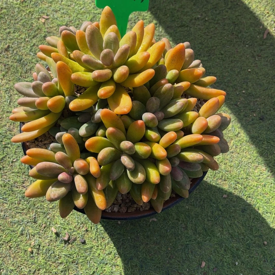 多肉植物一物一拍