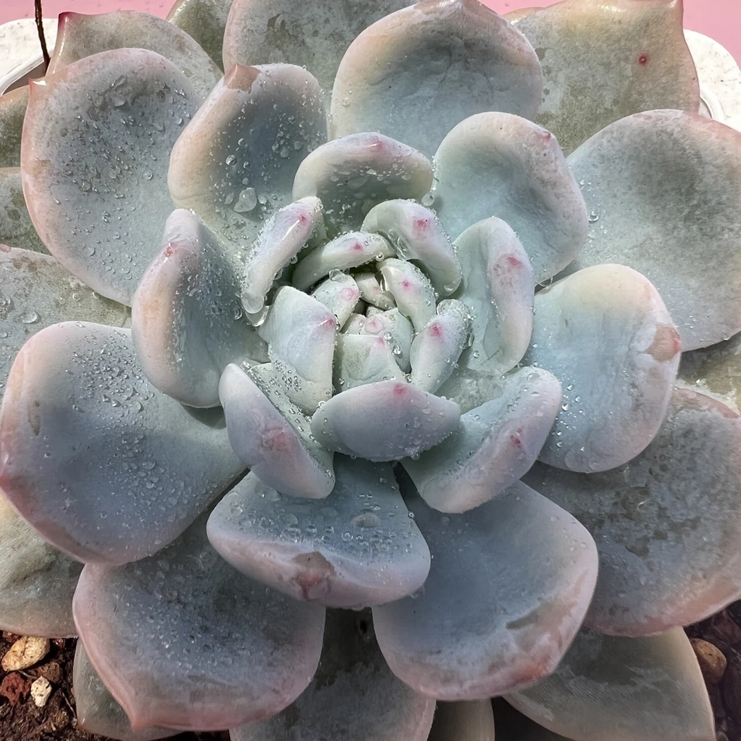 橙梦露锦，多肉植物锦