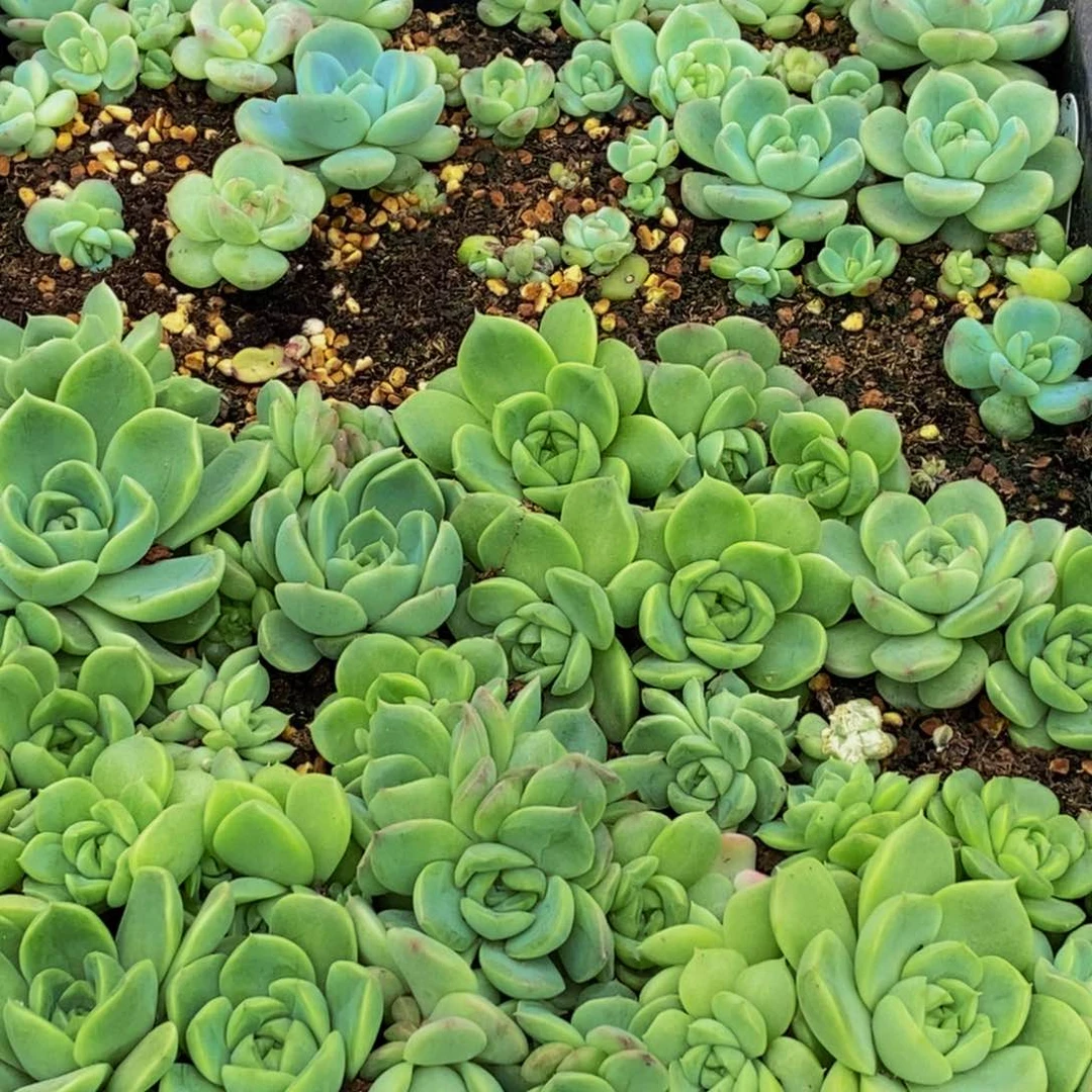 苏**干058多肉植物保护研究所所长