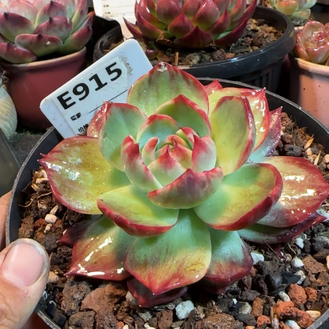 蜜桃花脸拉丝惊鸿一物一拍包装收缩花旱915