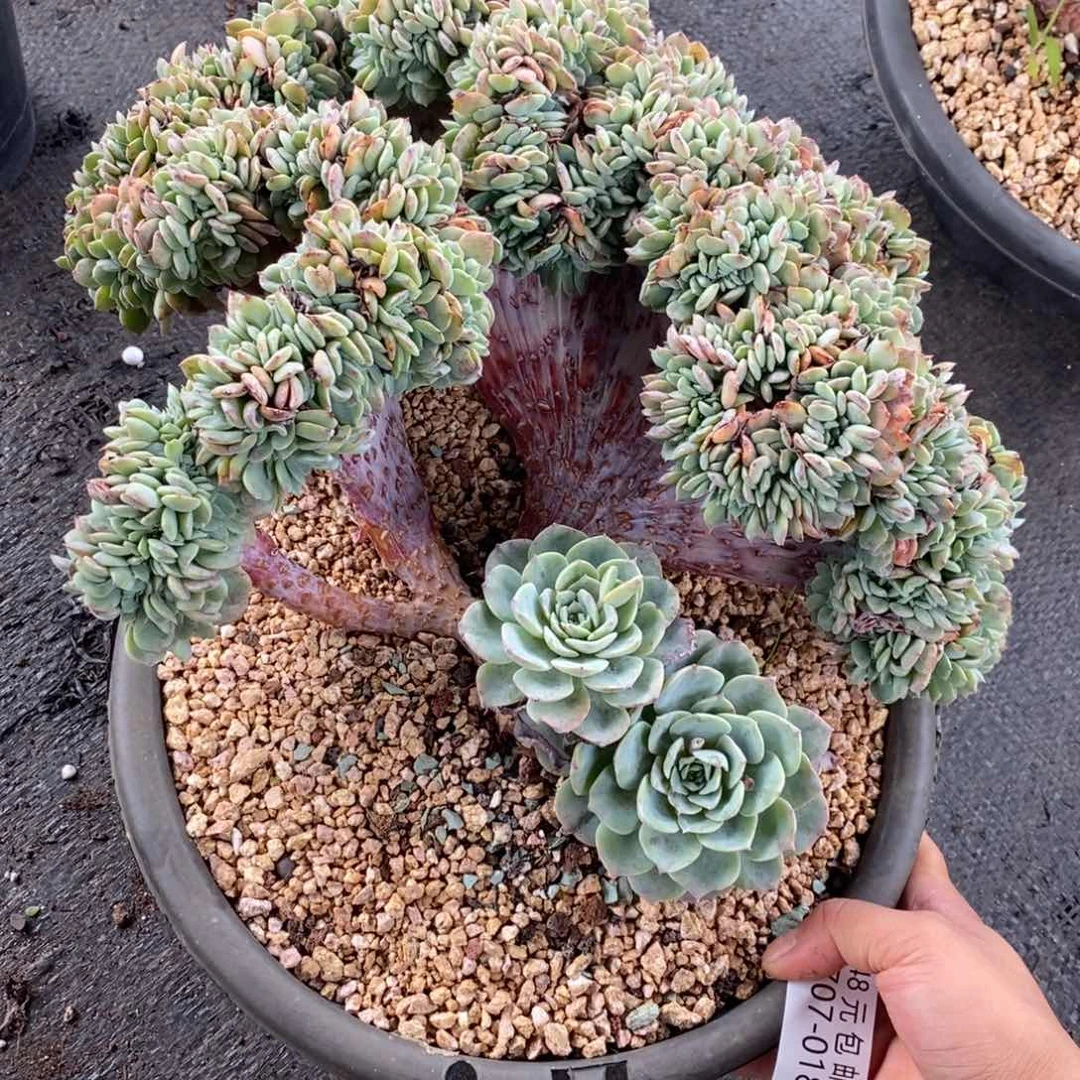 ㊒**气夏悦多肉0707-18海棠花缀