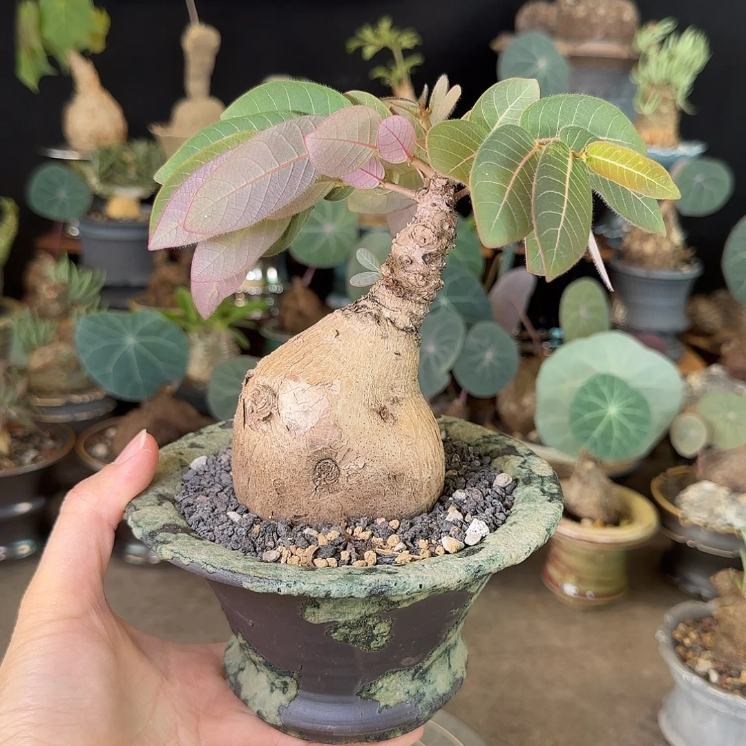 一物一拍奇异油柑01