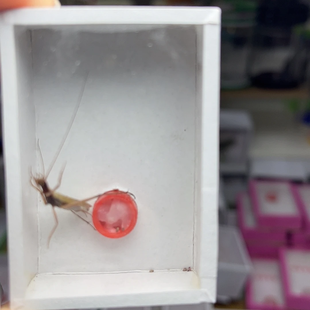 金***物蚂蚁工坊红竹。