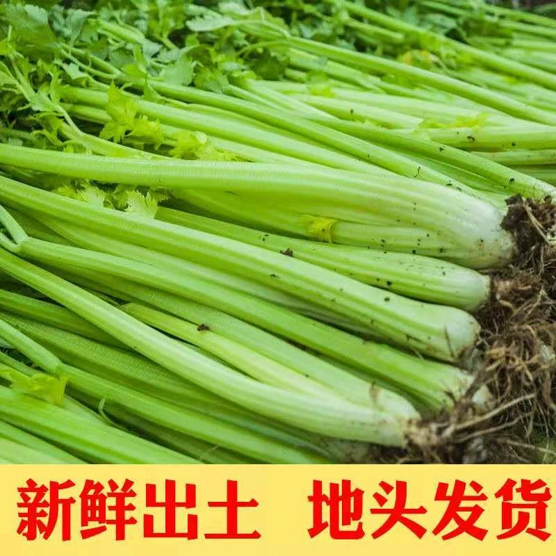 5斤现挖带叶小西芹本地榨汁青菜新鲜蔬菜批发实心露天芹菜整箱