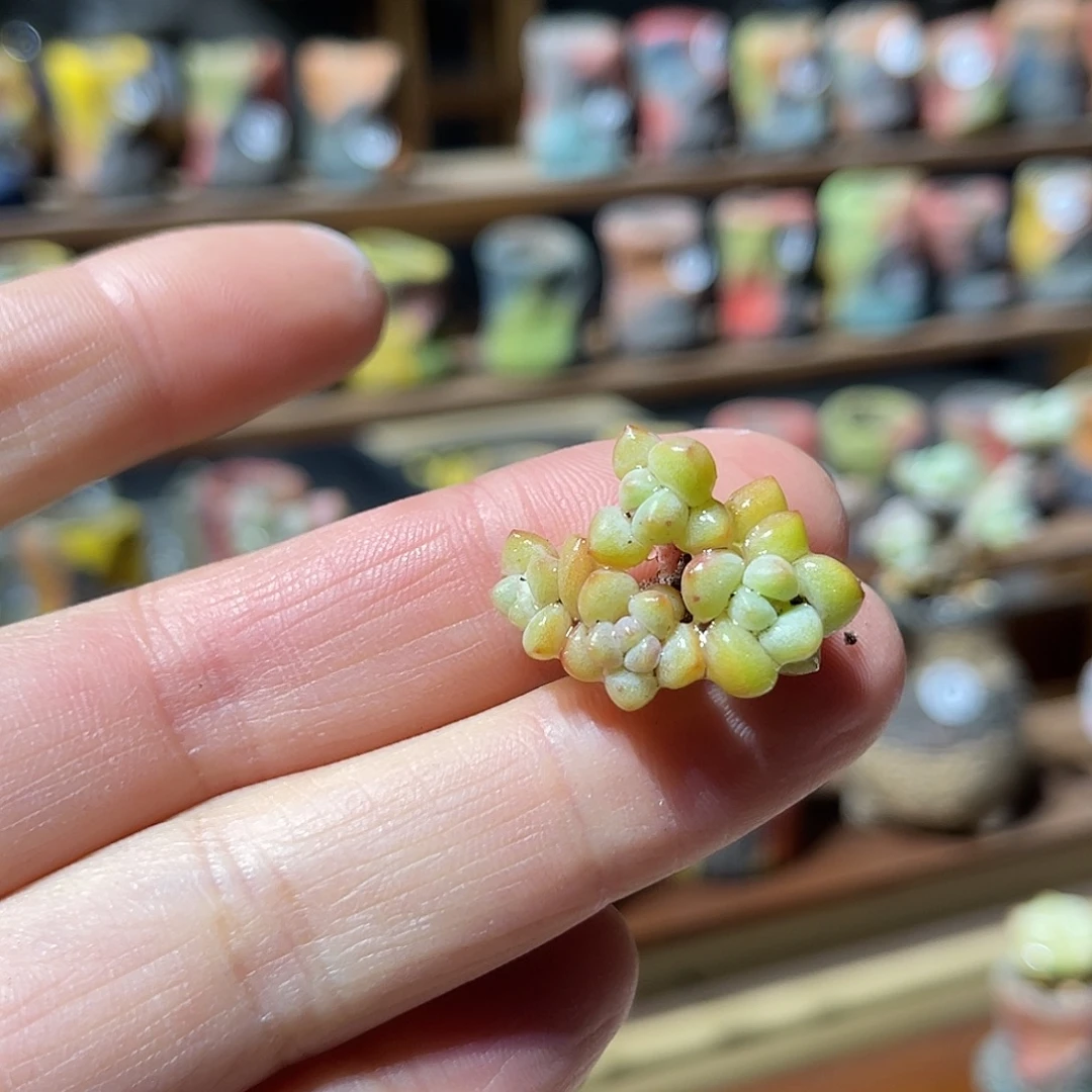 草***们叶插小苗群生2.5厘米