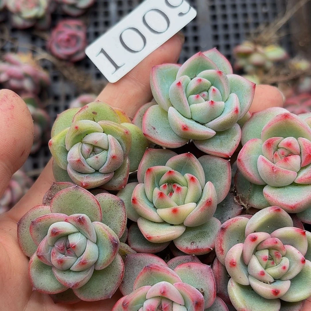 多肉植物多肉植物1009