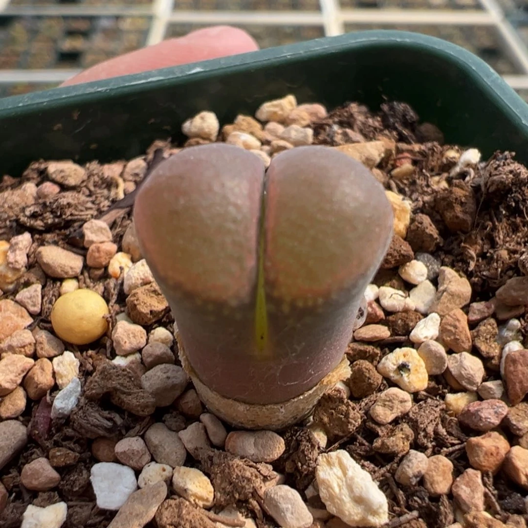 948/。 捡漏场。