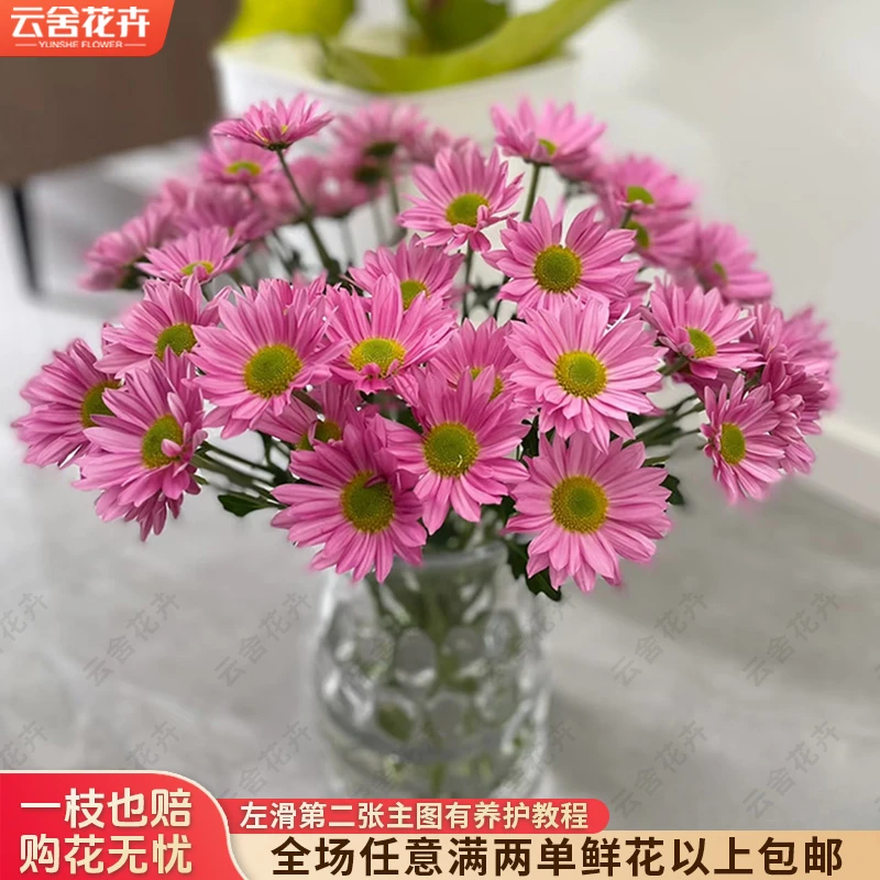 【云舍花卉】【薰衣草】小菊 全场任意满两单及以上鲜花包邮发货