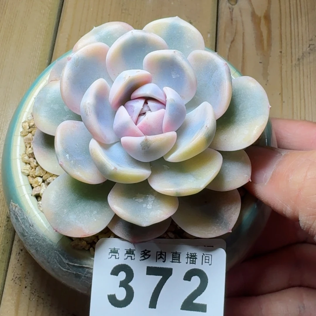 汉堡锦          摇身一变高富帅，一夜暴富动作快