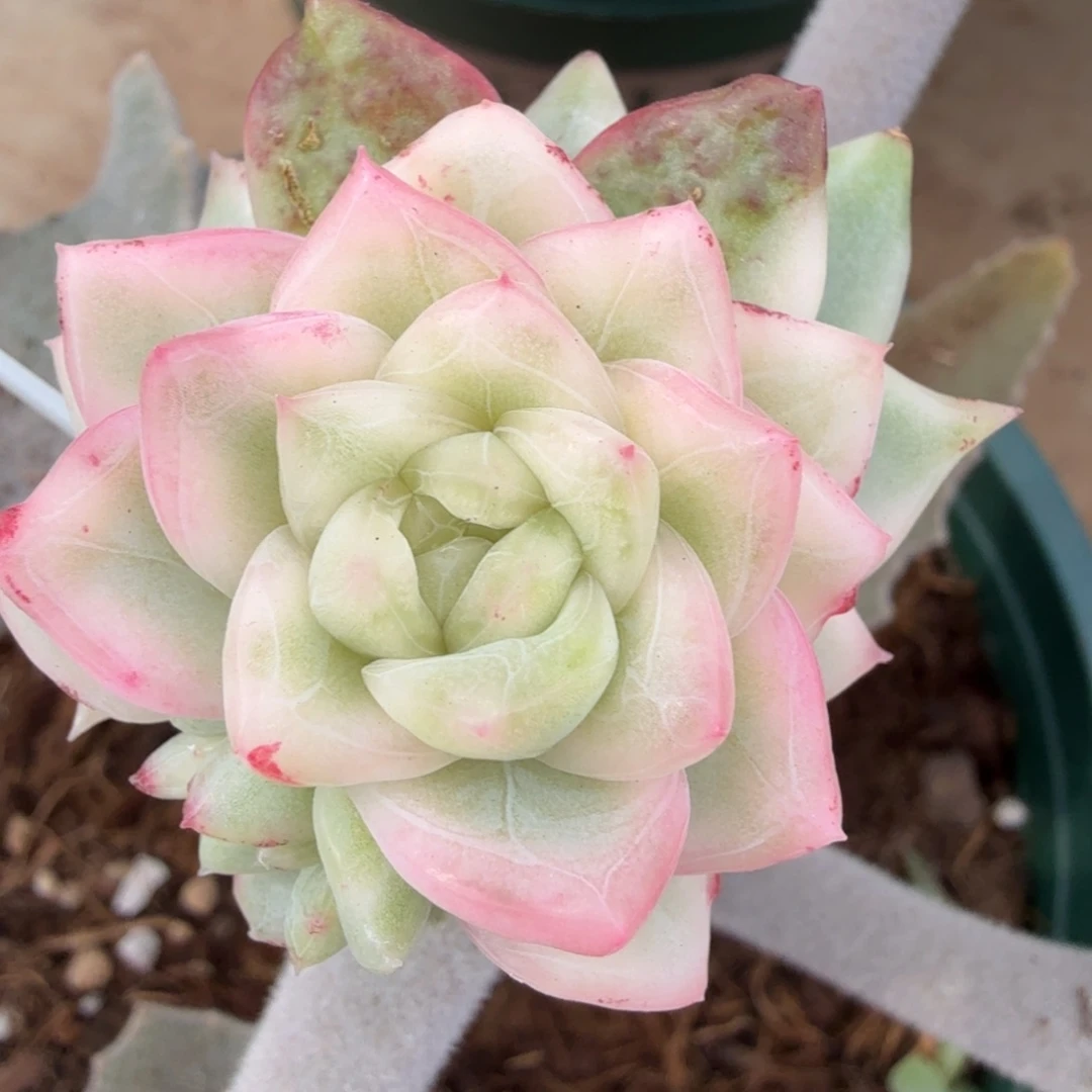 冰月亮锦，锦上园艺一物一拍