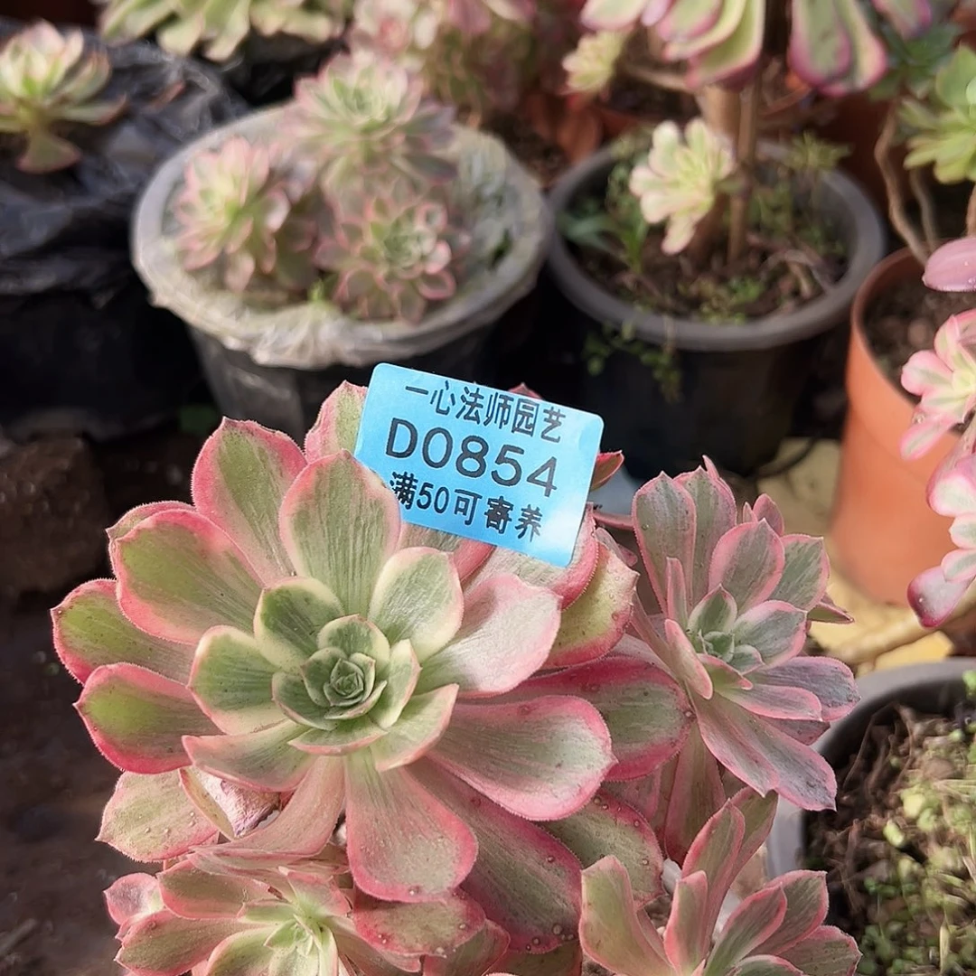 多肉植物多肉植物854