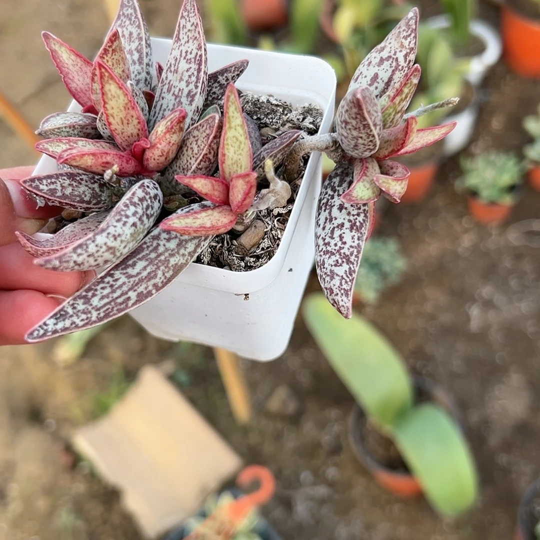 /***）多肉植物红太平水泡