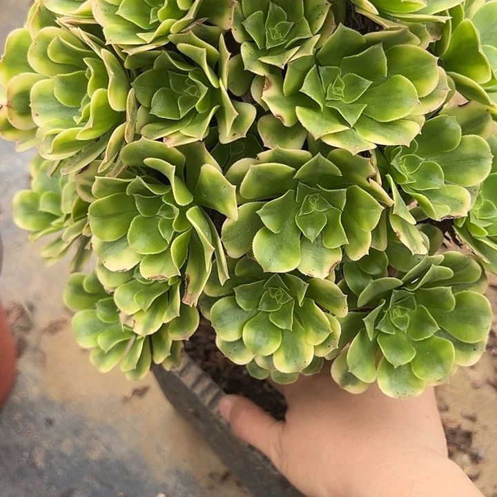 11.7-36金丝翡翠多肉植物1