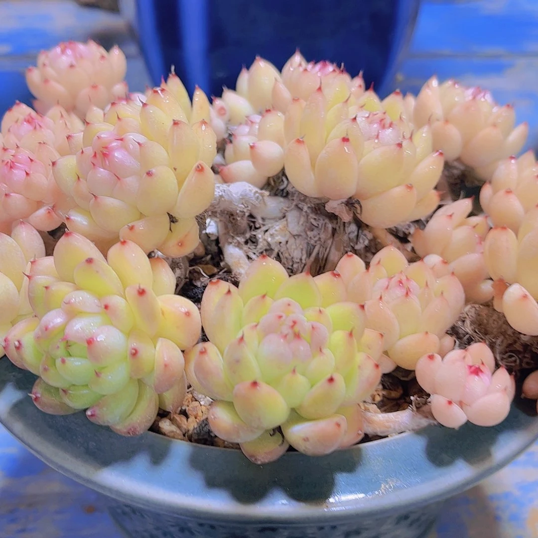 多肉老桩多肉老桩