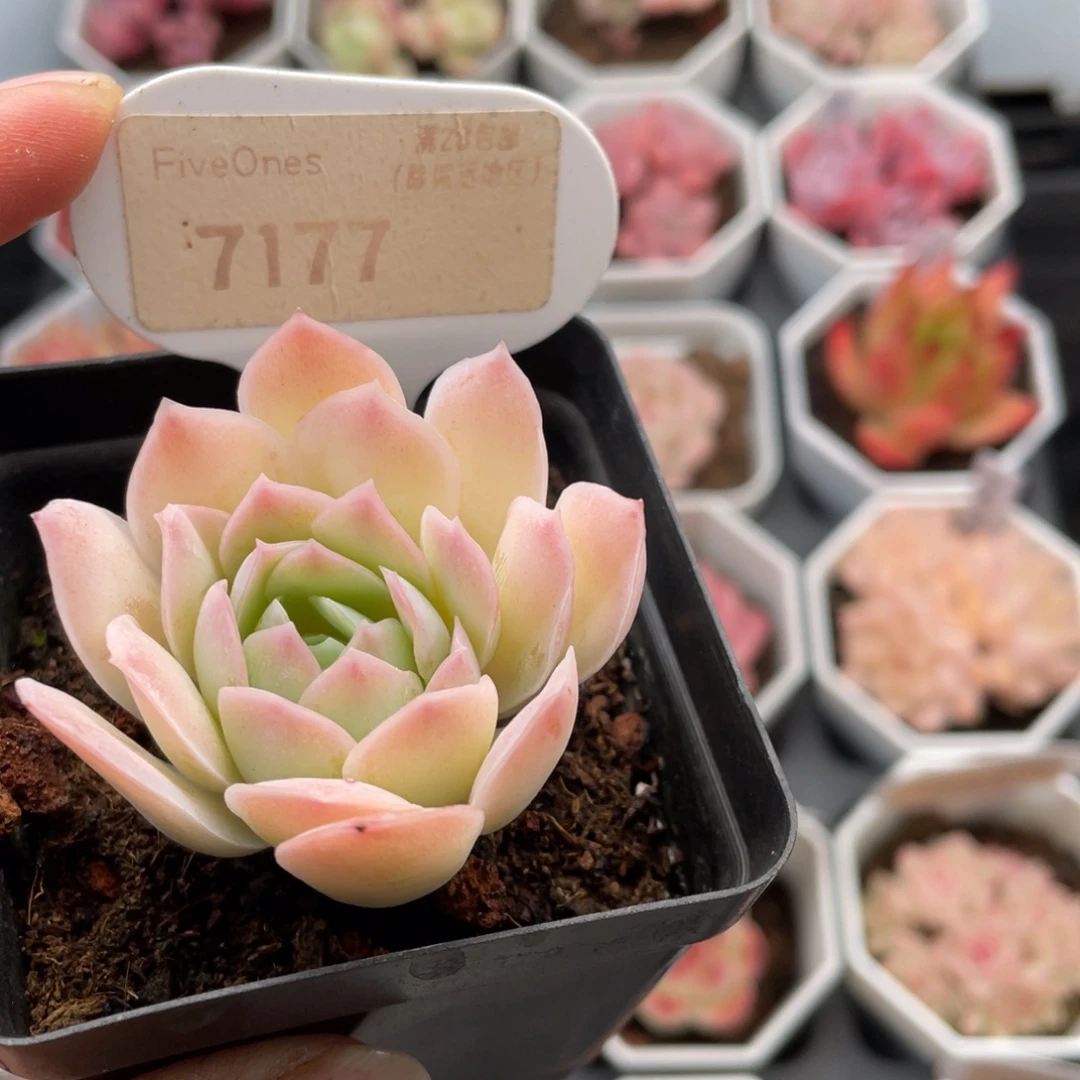 蓝丝绒7177-4.5厘米