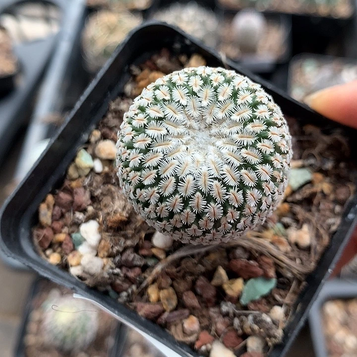 41 实生白斜子3.2厘米