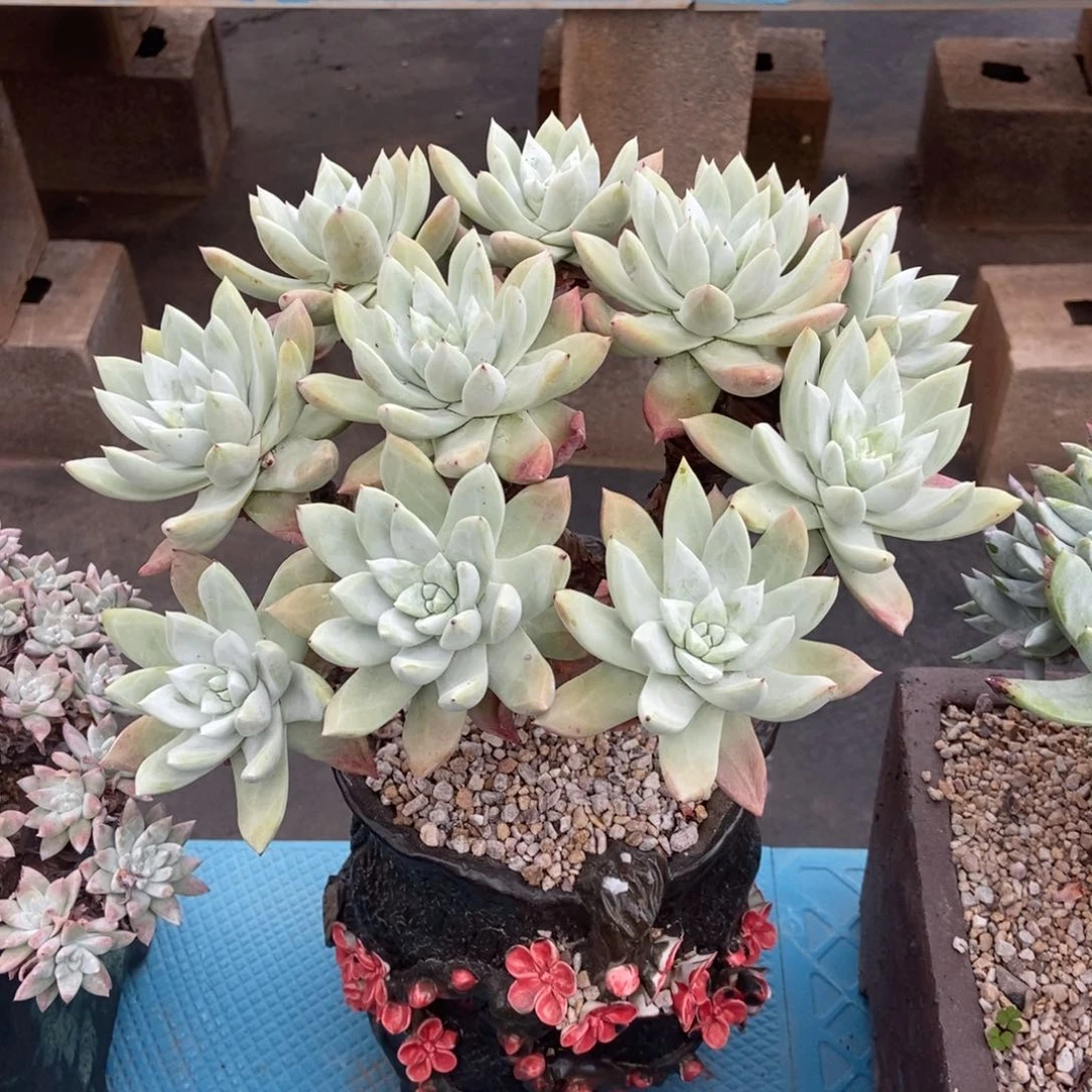 帕翠莎多肉植物啦啦啦