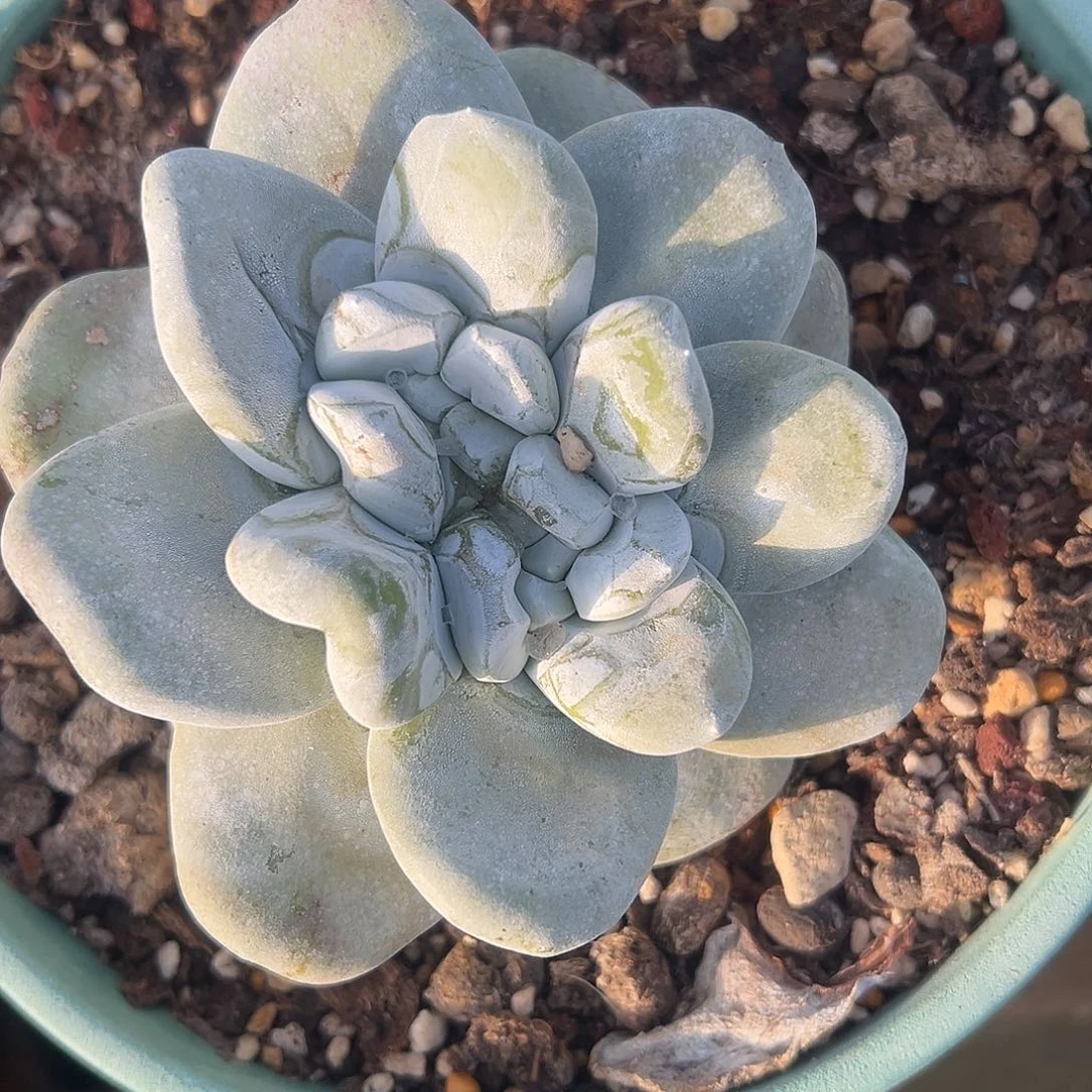 一物一拍拇指1600