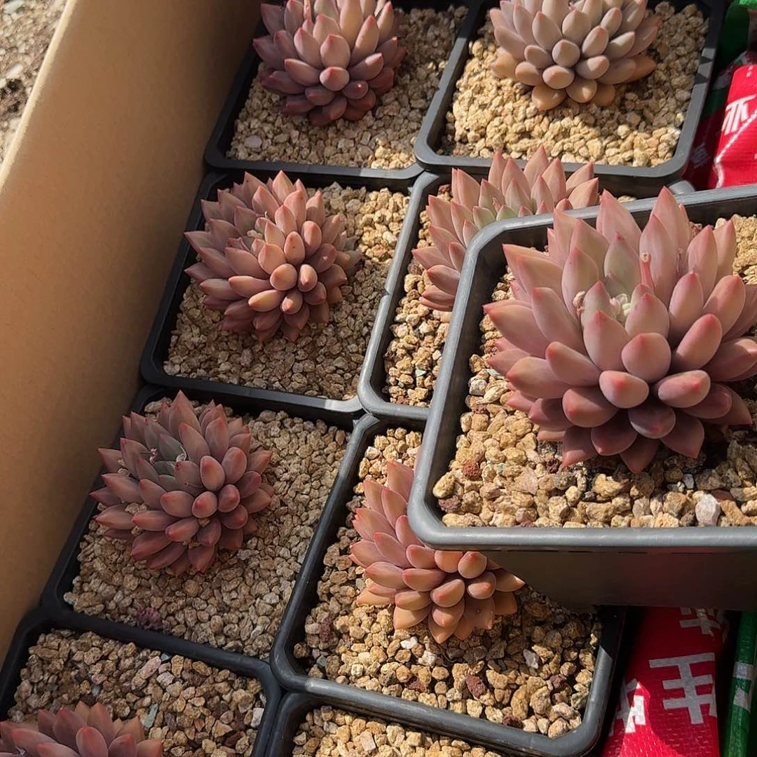 水晶球多肉植物 00000