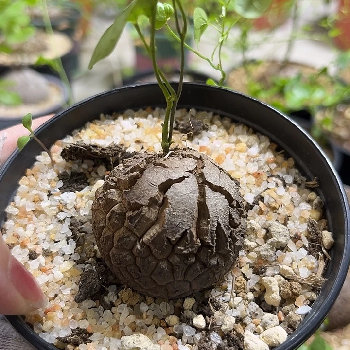 汤圆植物龟甲龙哈