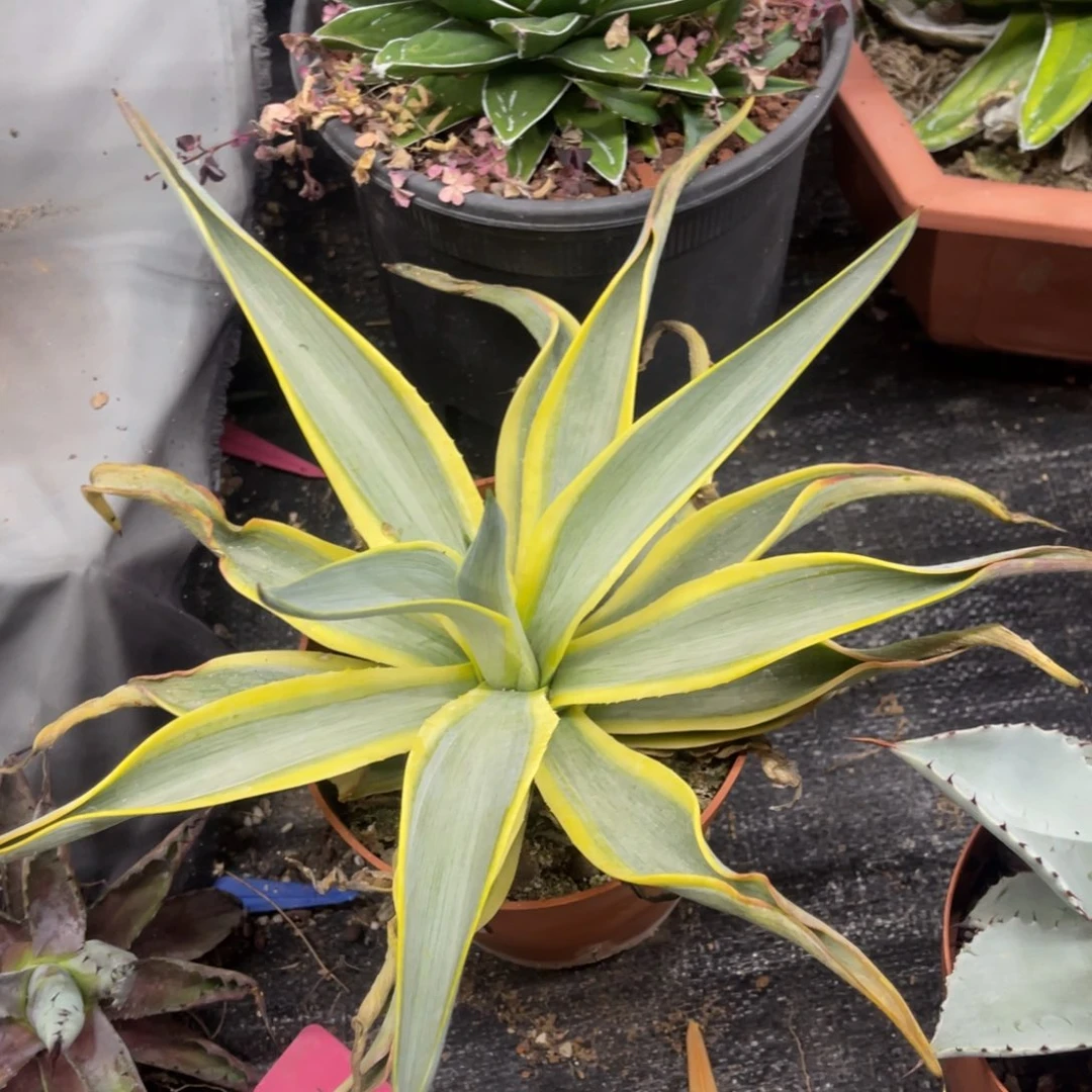 银河旅人龙舌兰系列